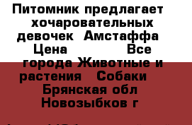 Питомник предлагает 2-хочаровательных девочек  Амстаффа › Цена ­ 25 000 - Все города Животные и растения » Собаки   . Брянская обл.,Новозыбков г.